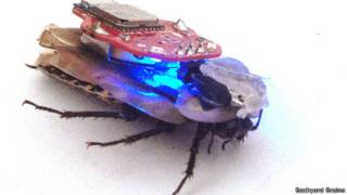 La cucaracha cyborg