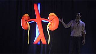kidney