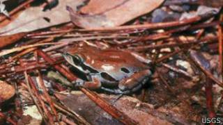 Anfibio Pseudacris ornata