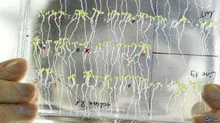 planta Arabidopsis