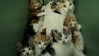 коти