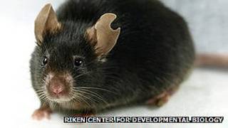 Ratón de laboratorio. Centro Riken BioResource