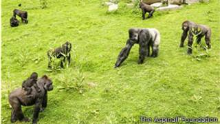 Familia de gorilas en cautiverio en Inglaterra