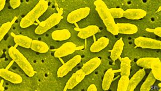 Bacteria extremófila
