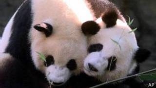 panda_atlanta