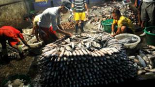 fishery