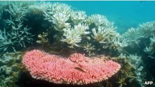 Grande Barreira de Coral, na Austrália | Foto: AFP