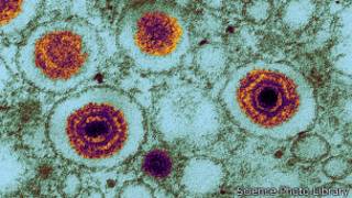 viruses