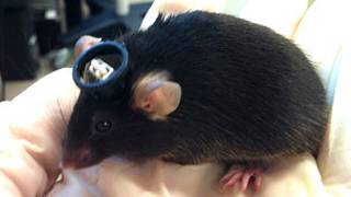 Ratón