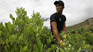 Cultivo de coca en Colombia
