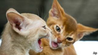 Gatos Foto: AP