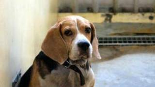 小猎犬(米格鲁)