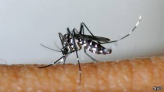Mosquito Tigre
