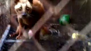 Musang