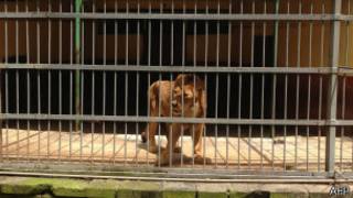 Leão no zoológico de Adis Abeba (foto: AFP)