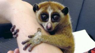 Loris