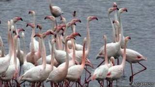 Flamingo