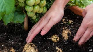TomTato | Crédito: PA