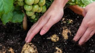 TomTato