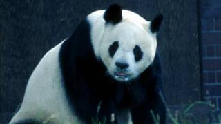 Giant panda, London Zoo