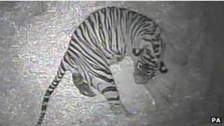 harimau sumatra