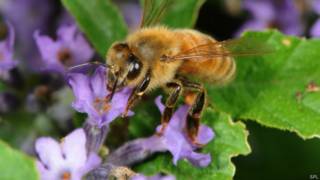 Abeja en Lavanda