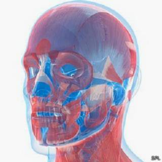 Face humana