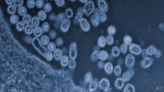 h7n9病毒