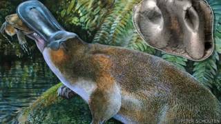 platypus