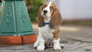 Perro