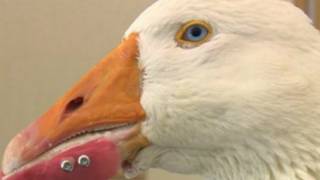 goose