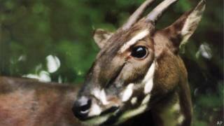 Saola. Foto: AP