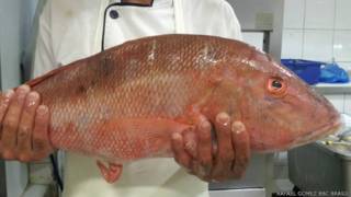 Vermelho ou cioba à venda em São Paulo (crédito: Rafael Gomez/BBC Brasil)