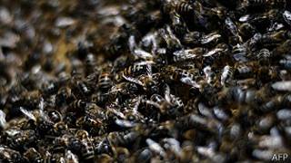 Abejas