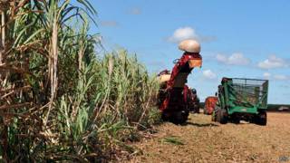 Cana-de-açúcar em Goiás (ABr)