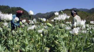 Villagers at Opium fields in Shan State, Burma