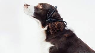 Foto: No More Woof/Divulgação
