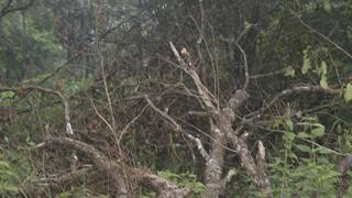 නිල්ගල වන විනාශය