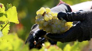 Racimo de uvas