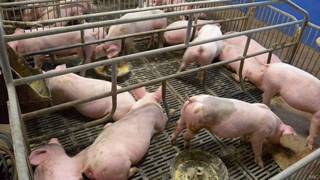 Abrigo para porcos em companhia de Shenzhen (BBC)