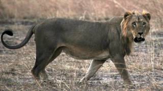 Leão fotografado em parque nacional em Benin, África Ocidental (Foto: ONG Panthera)