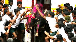 ஜல்லிக்கட்டு