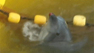 delfin herido