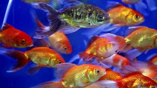 Peces