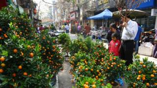 Chọn mua quất cảnh ở Hà Nội