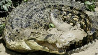 crocodilo | AP