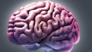Cerebro humano