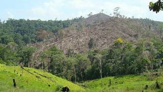 Deforestación