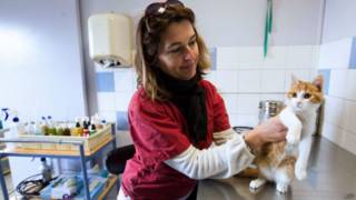 Veterinária cuida de Oscar | Foto: AFP
