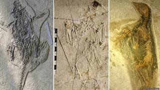 Animales de Jehol